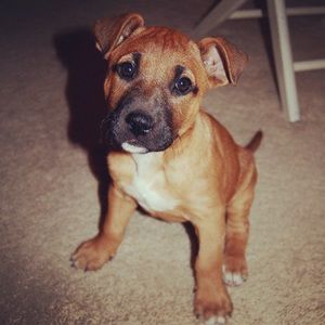 Meet your Posher, Joe